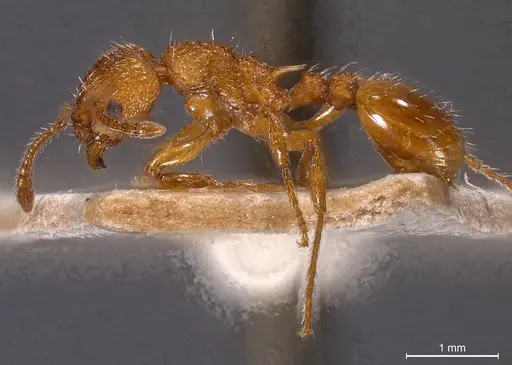 Myrmica scabrinodis specimen CASENT0907654 image casent0907654_6