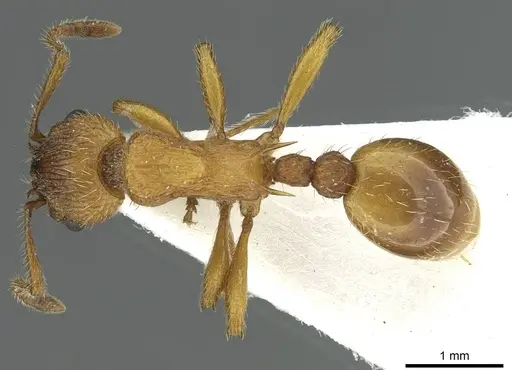 Myrmica scabrinodis specimen CASENT0913058 image casent0913058_1