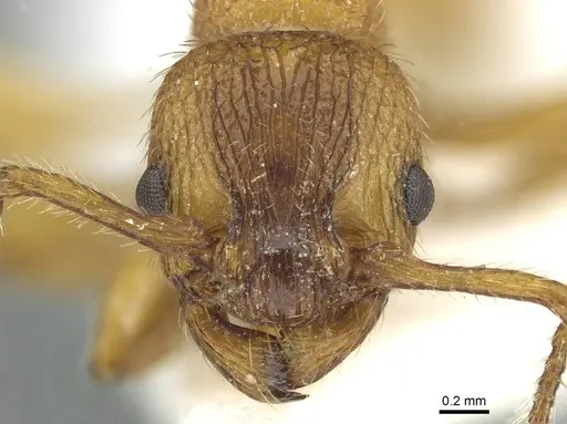 Myrmica scabrinodis specimen CASENT0913058 image casent0913058_2