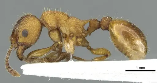 Myrmica scabrinodis specimen CASENT0913058 image casent0913058_3