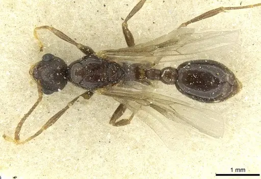 Myrmica scabrinodis specimen CASENT0913064 image casent0913064_1