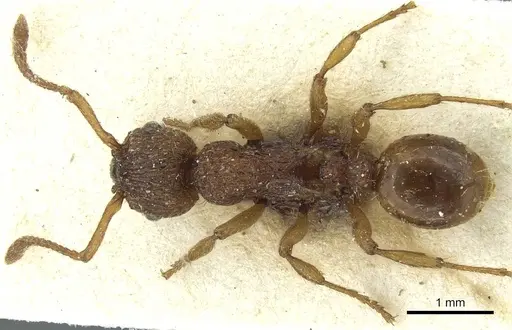 Myrmica scabrinodis specimen CASENT0913078 image casent0913078_1