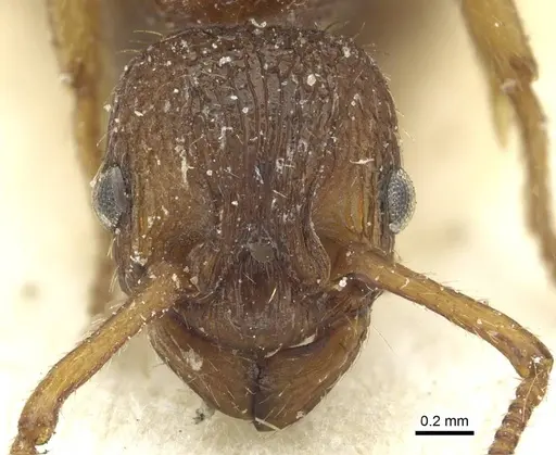 Myrmica scabrinodis specimen CASENT0913078 image casent0913078_2