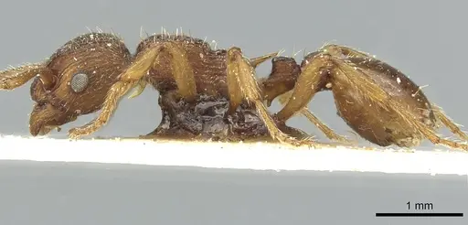 Myrmica scabrinodis specimen CASENT0913078 image casent0913078_3