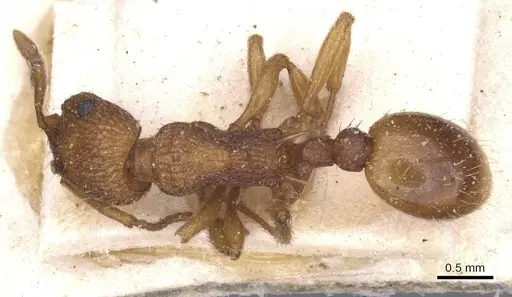 Myrmica scabrinodis specimen CASENT0913079 image casent0913079_1