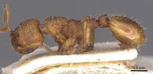 Myrmica scabrinodis specimen CASENT0913079 image casent0913079_3