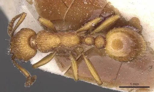 Myrmica scabrinodis specimen CASENT0913086 image casent0913086_1