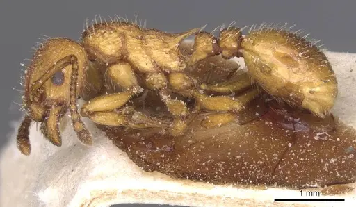 Myrmica scabrinodis specimen CASENT0913086 image casent0913086_3
