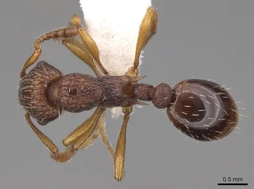 Myrmica scabrinodis specimen CASENT0922795 image casent0922795_1