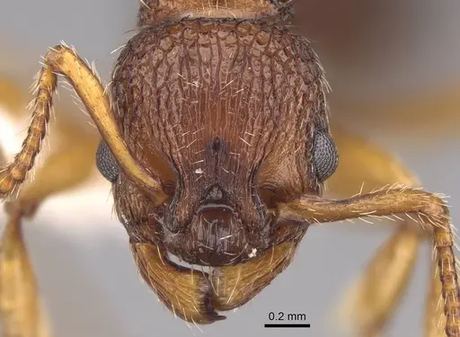 Myrmica scabrinodis specimen CASENT0922795 image casent0922795_2