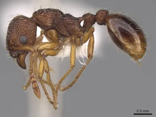 Myrmica scabrinodis specimen CASENT0922795 image casent0922795_3