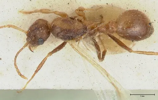 Myrmica scabrinodis specimen FOCOL1203 image focol1203_1