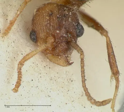 Myrmica scabrinodis specimen FOCOL1203 image focol1203_2