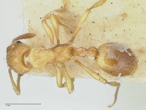 Myrmica scabrinodis specimen FOCOL1204 image focol1204_1