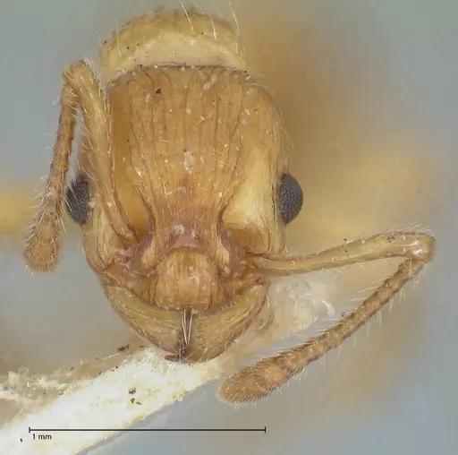 Myrmica scabrinodis specimen FOCOL1204 image focol1204_2