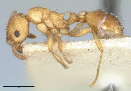 Myrmica scabrinodis specimen FOCOL1204 image focol1204_3