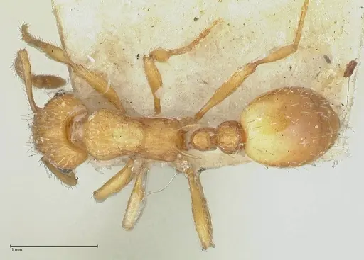 Myrmica scabrinodis specimen FOCOL1205 image focol1205_1