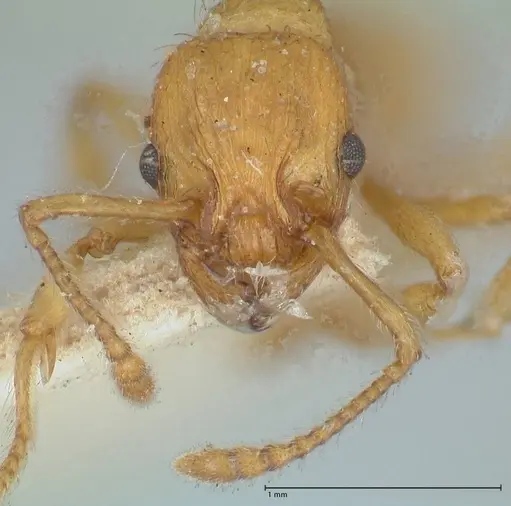 Myrmica scabrinodis specimen FOCOL1205 image focol1205_2