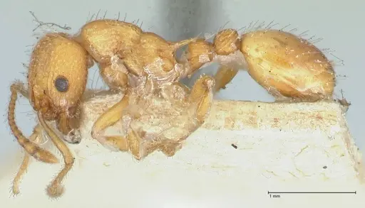 Myrmica scabrinodis specimen FOCOL1205 image focol1205_3