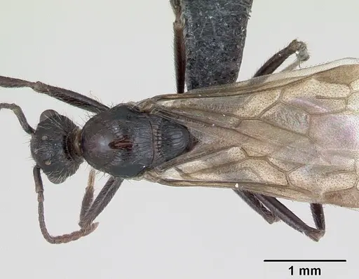 Myrmica schencki specimen CASENT0172721 image casent0172721_1