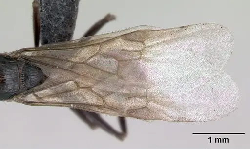Myrmica schencki specimen CASENT0172721 image casent0172721_2