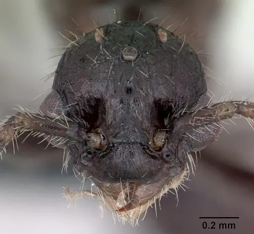 Myrmica schencki specimen CASENT0172721 image casent0172721_3
