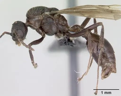Myrmica schencki specimen CASENT0172721 image casent0172721_4