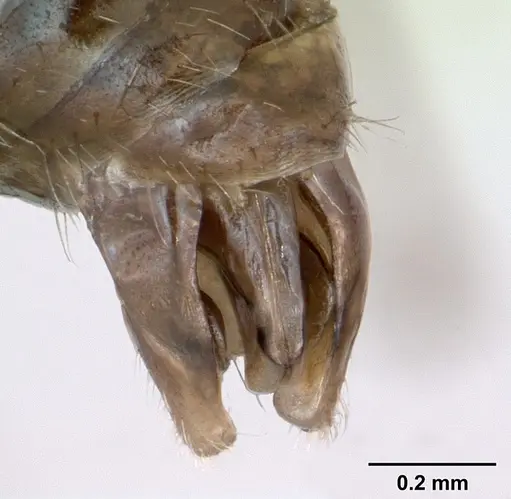 Myrmica schencki specimen CASENT0172721 image casent0172721_5
