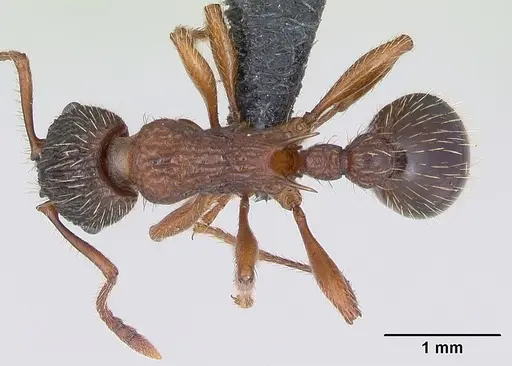 Myrmica schencki specimen CASENT0172731 image casent0172731_1