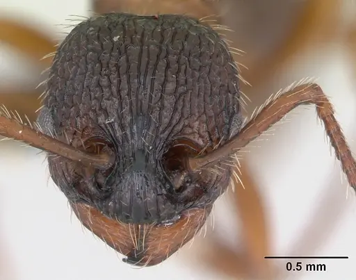 Myrmica schencki specimen CASENT0172731 image casent0172731_2