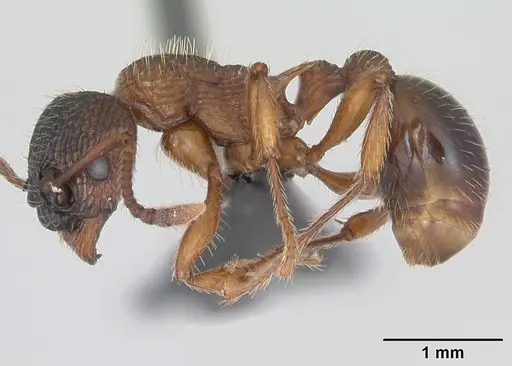 Myrmica schencki specimen CASENT0172731 image casent0172731_3