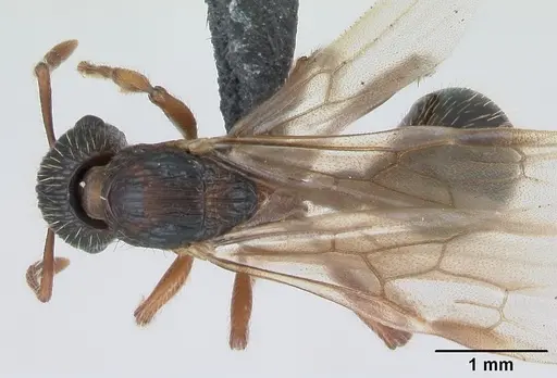 Myrmica schencki specimen CASENT0172732 image casent0172732_1