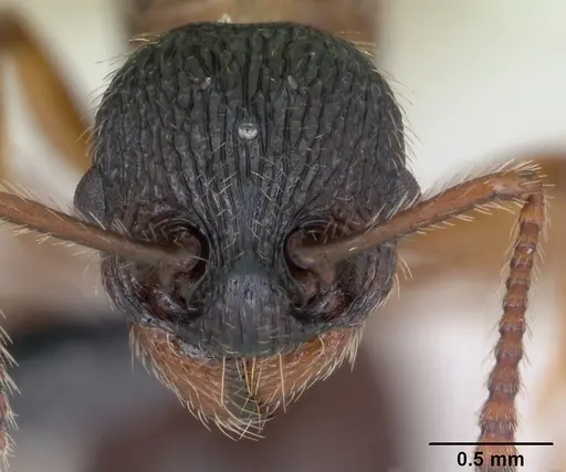Myrmica schencki specimen CASENT0172732 image casent0172732_2