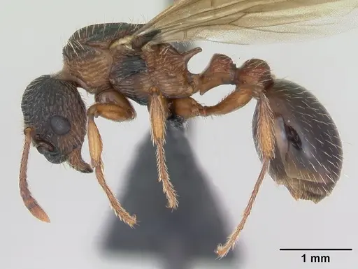Myrmica schencki specimen CASENT0172732 image casent0172732_3