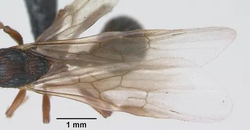 Myrmica schencki specimen CASENT0172732 image casent0172732_4
