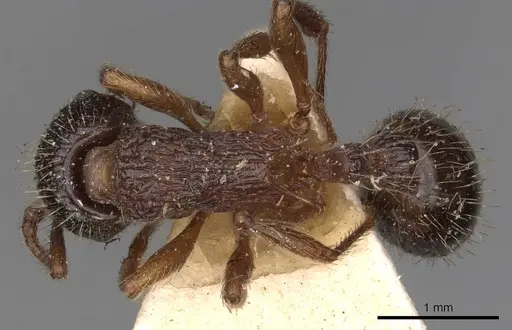 Myrmica schencki specimen CASENT0900289 image casent0900289_1