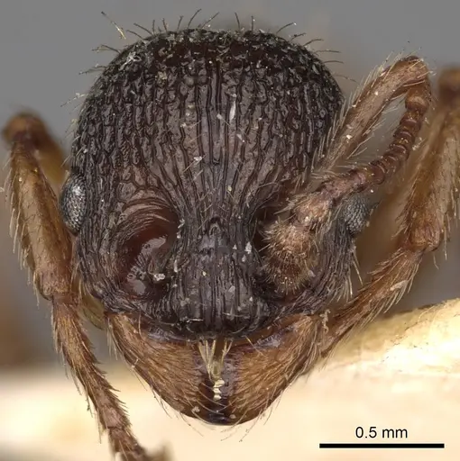 Myrmica schencki specimen CASENT0900289 image casent0900289_2