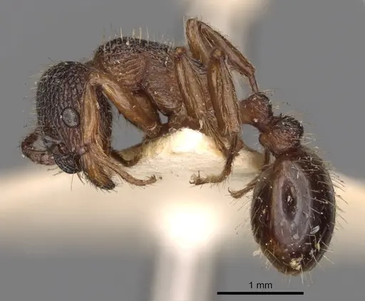 Myrmica schencki specimen CASENT0900289 image casent0900289_3