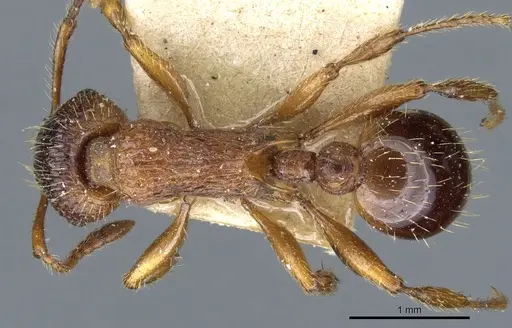 Myrmica schencki specimen CASENT0904070 image casent0904070_1