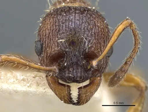 Myrmica schencki specimen CASENT0904070 image casent0904070_2