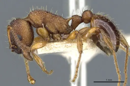 Myrmica schencki specimen CASENT0904070 image casent0904070_3