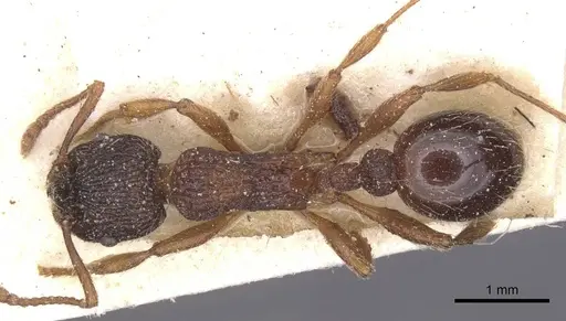 Myrmica schencki specimen CASENT0913081 image casent0913081_1