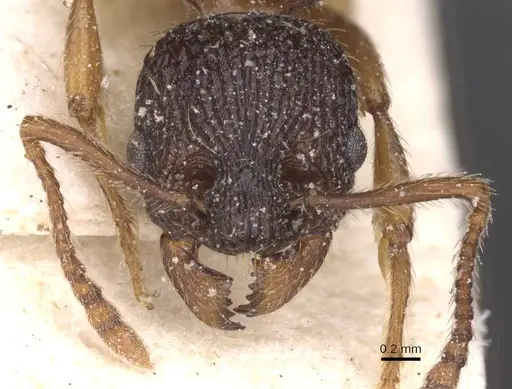 Myrmica schencki specimen CASENT0913081 image casent0913081_2