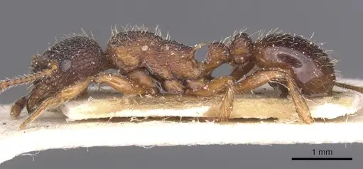 Myrmica schencki specimen CASENT0913081 image casent0913081_3