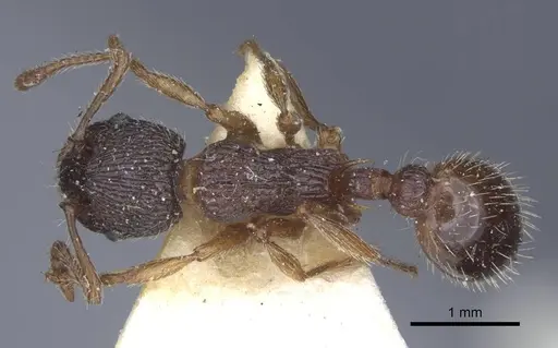 Myrmica schencki specimen CASENT0916897 image casent0916897_1