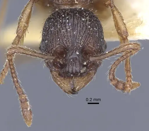 Myrmica schencki specimen CASENT0916897 image casent0916897_2