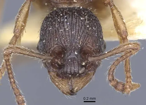 Myrmica schencki specimen CASENT0916897 image casent0916897_3