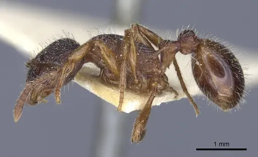 Myrmica schencki specimen CASENT0916897 image casent0916897_4