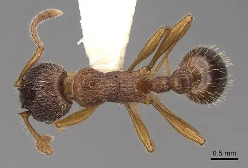Myrmica schencki specimen CASENT0922802 image casent0922802_1