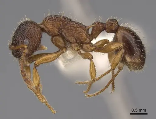 Myrmica schencki specimen CASENT0922802 image casent0922802_3